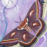 Cecropia-Moth